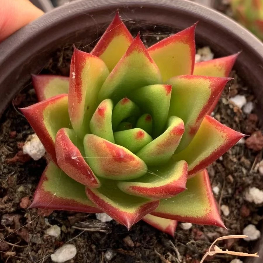 
JH 011 Echeveria Lip Stick Rare succulent Indoor Plant live plant Woody Plant bonsai Gardening Floral 