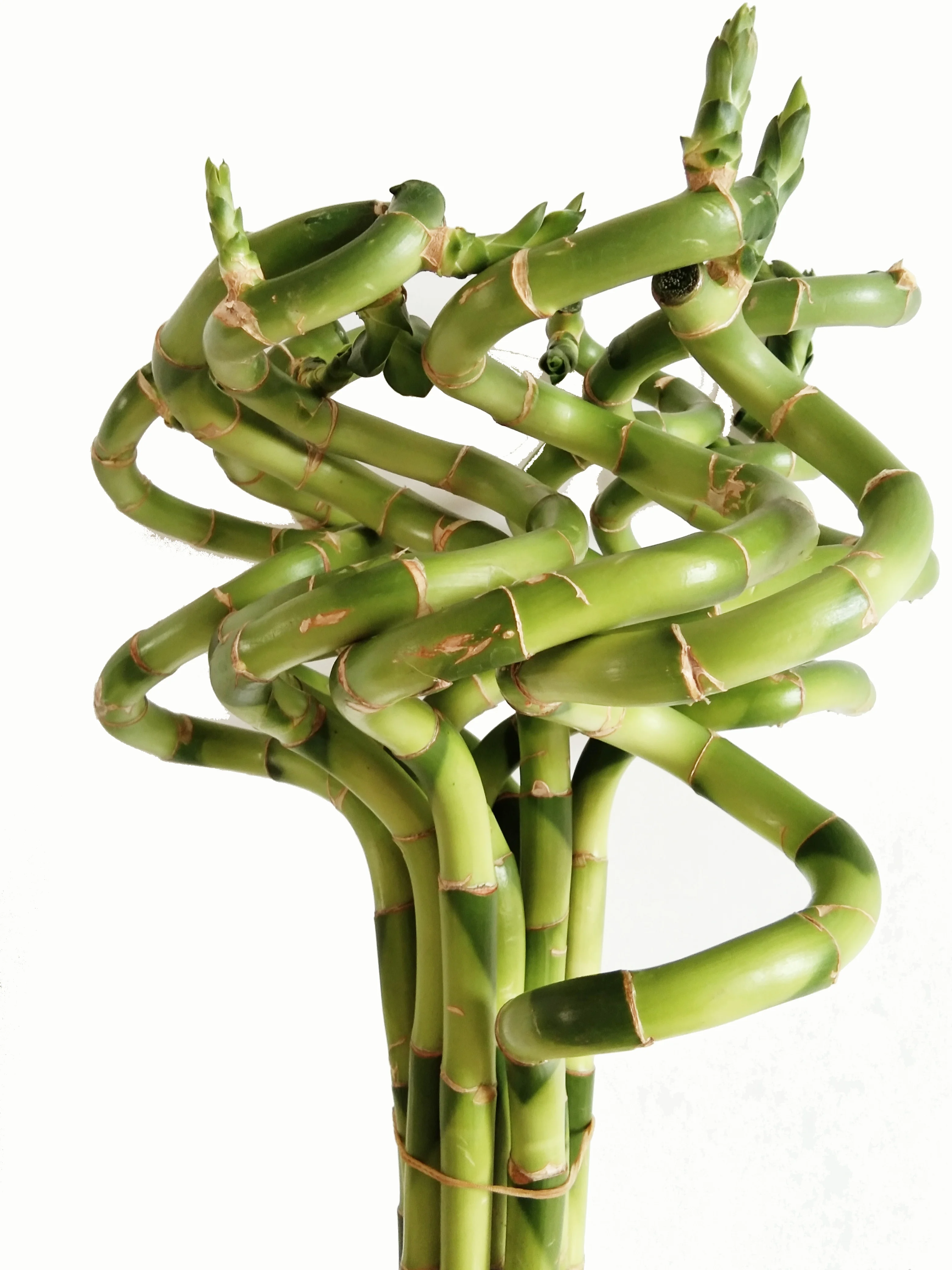 
Zhanjiang factory wholesale price high quality horticultural products green plant spiral lucky bamboo 