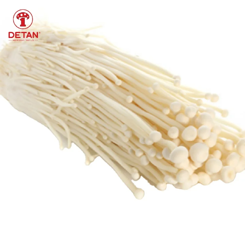 Detan Export  Cultivated Fresh Enoki Mushroom