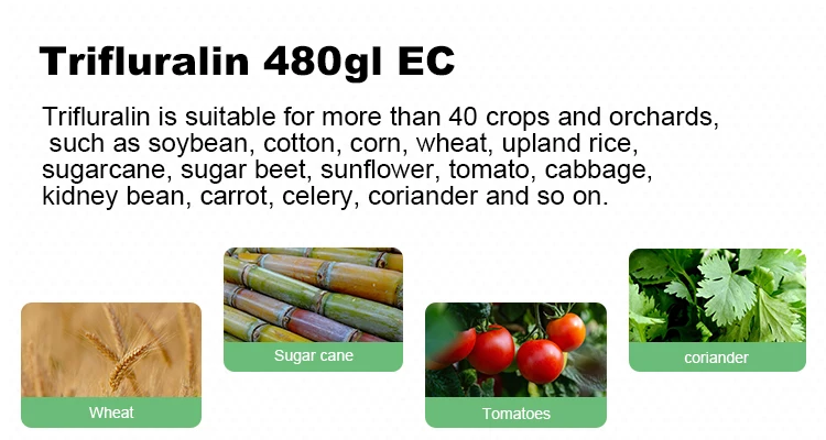 Trifluralin 48%EC, 1582-09-8, Trifluralin 480g/l EC herbicide Agrochemical
