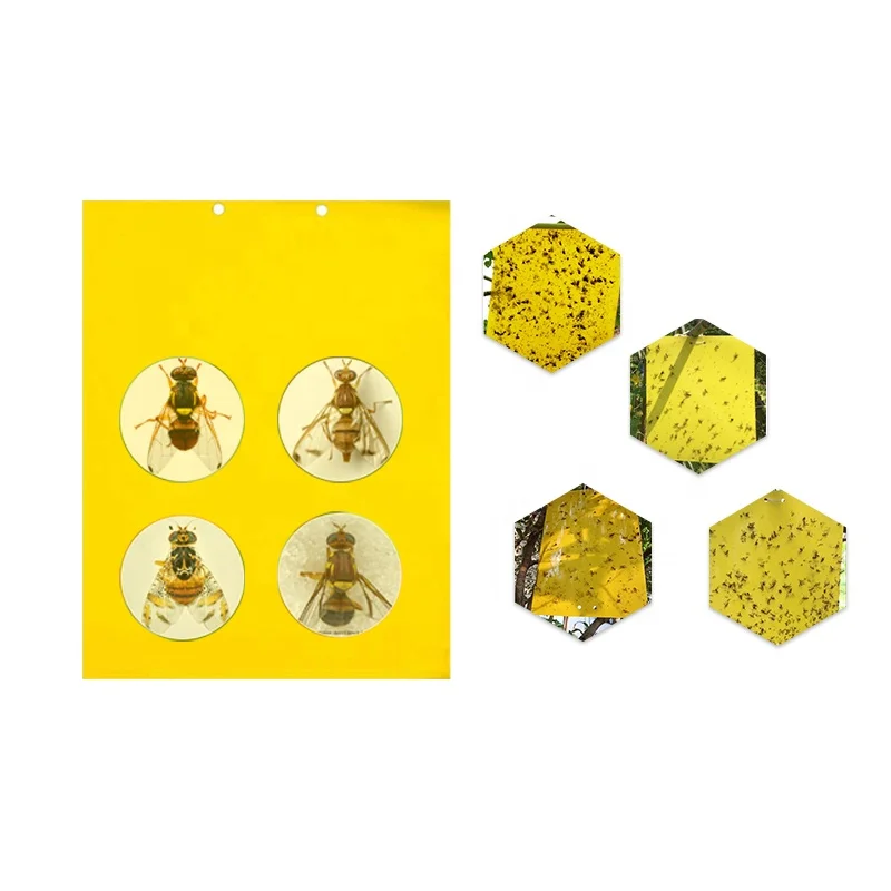 
Plastic Sticky Killer Fruit Fly Trap Insects Catcher With Pheromone Methyl Eugenol Lure Fruit Flies For Fruit Plant 