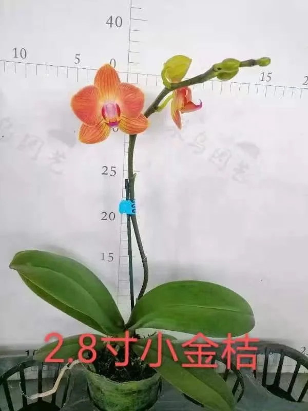 
Hot sale indoor natural plant phalaenopsis orchid live plant 