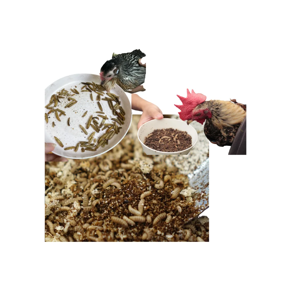 Wholesale 100% Insect Meal High Protein Black Soldier Fly Dried Larvae for Animal Fish Chicken Feed and Additional Supplement