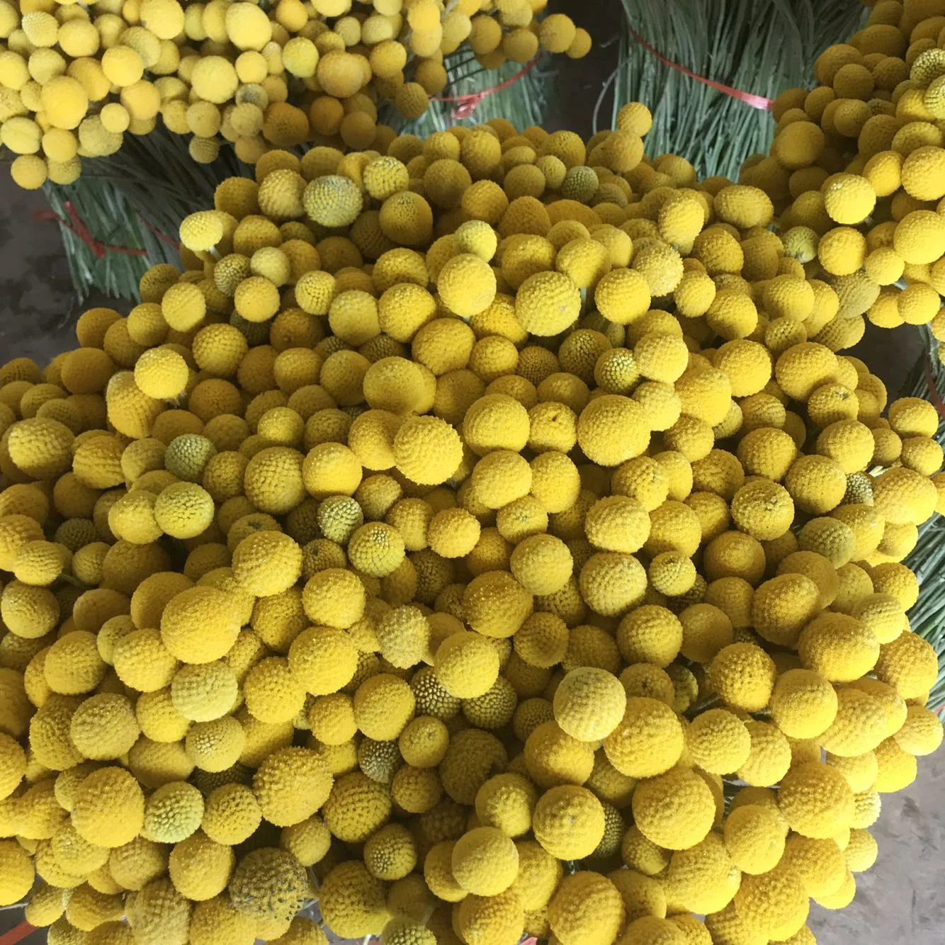 Wedding Bouquet Decor Christmas Wreath DIY Ball Flower Dried Craspedia Yellow Billy Balls Dried Flowers