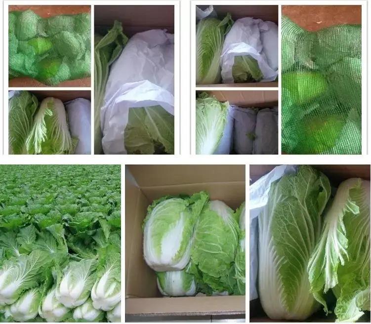 Fresh Cabbages China Supplier Vegetables Agriculture High Quality Green