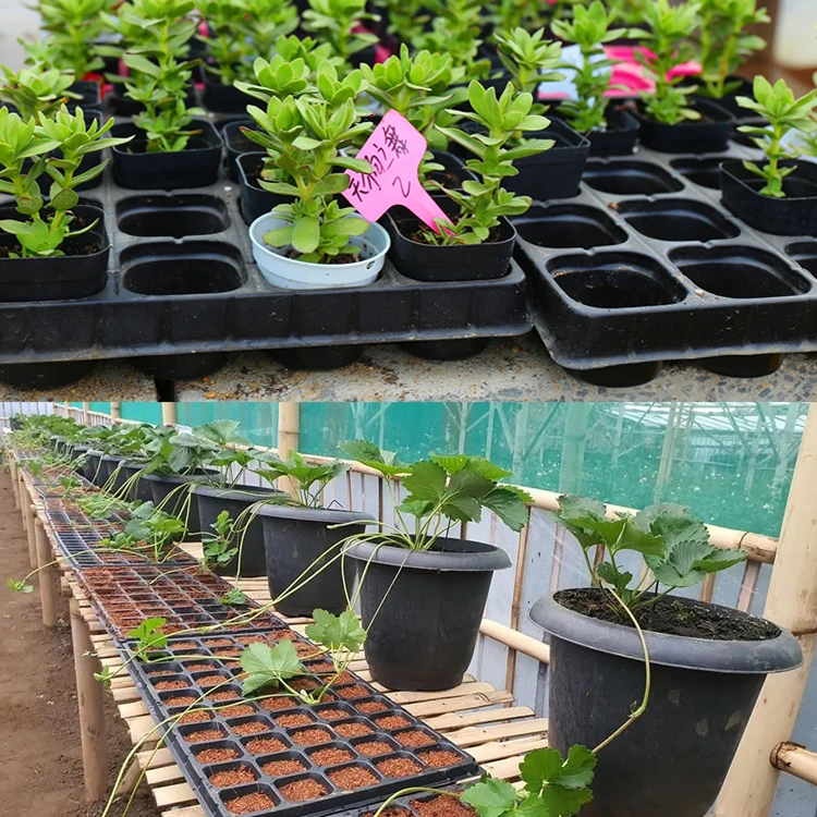 Factory directly supported Agriculture Plastic Nursery tray seedling tray