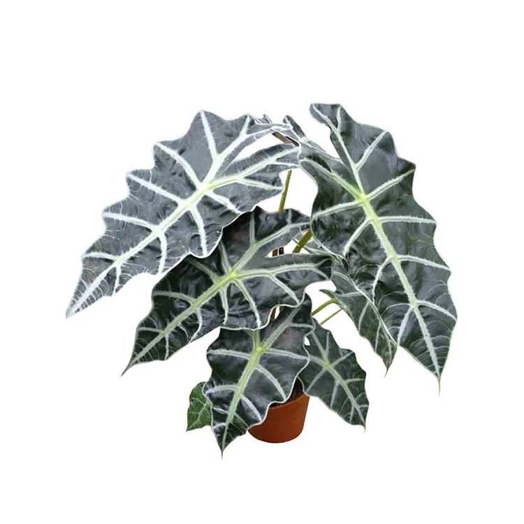 
Factory Direct Wholesaling Tissue Culture Tray Plug Alocasia Dwarf Amazonica Plants 