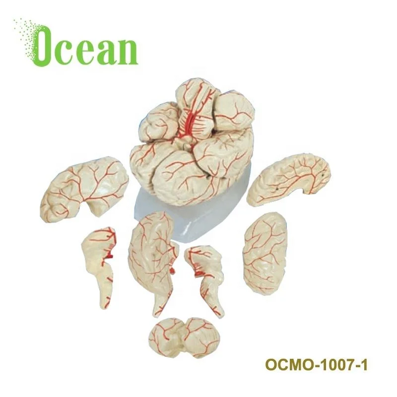 Human PVC Brain with Arteries Model (8 parts) Medical Anatomy Brain Model