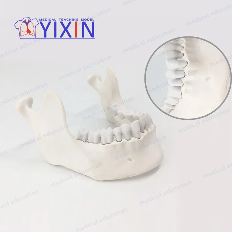 YIXIN/ Customizable lower jaw model with tooth for education training,dental tooth model