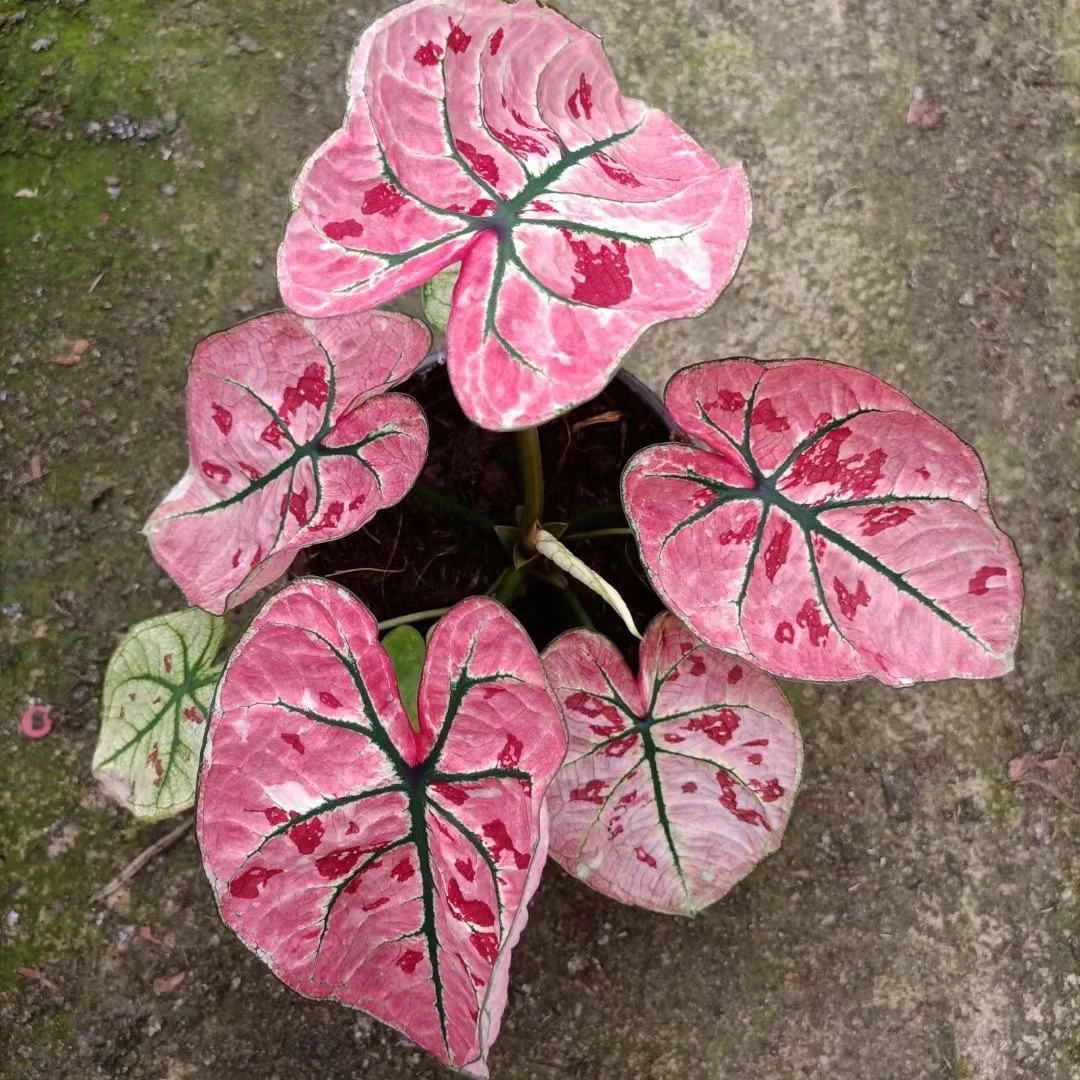 Wholesale Pink Alocasia macrorrhiza