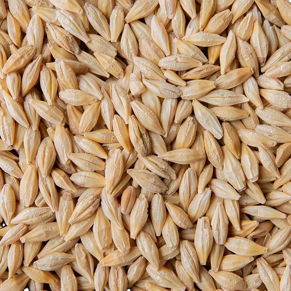 Wholesale Good Quality Barley