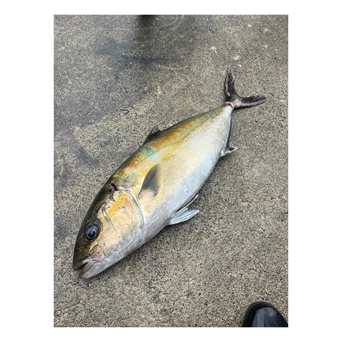 Japanese wholesale products storage frozen seafood importers