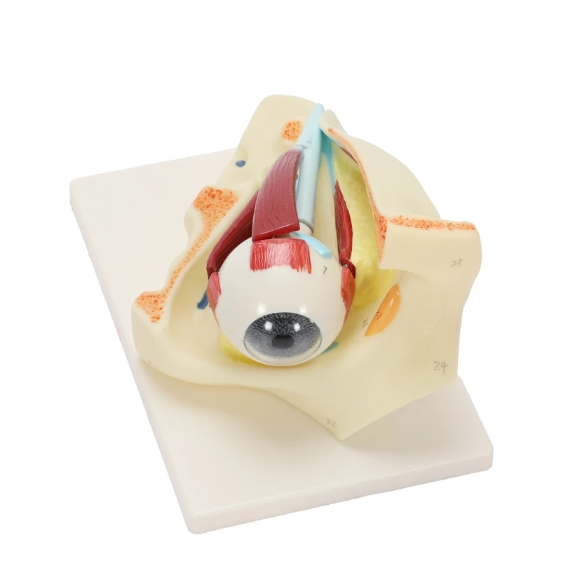 eye and orbit magnification model Eye extraocular muscle model for medical teaching