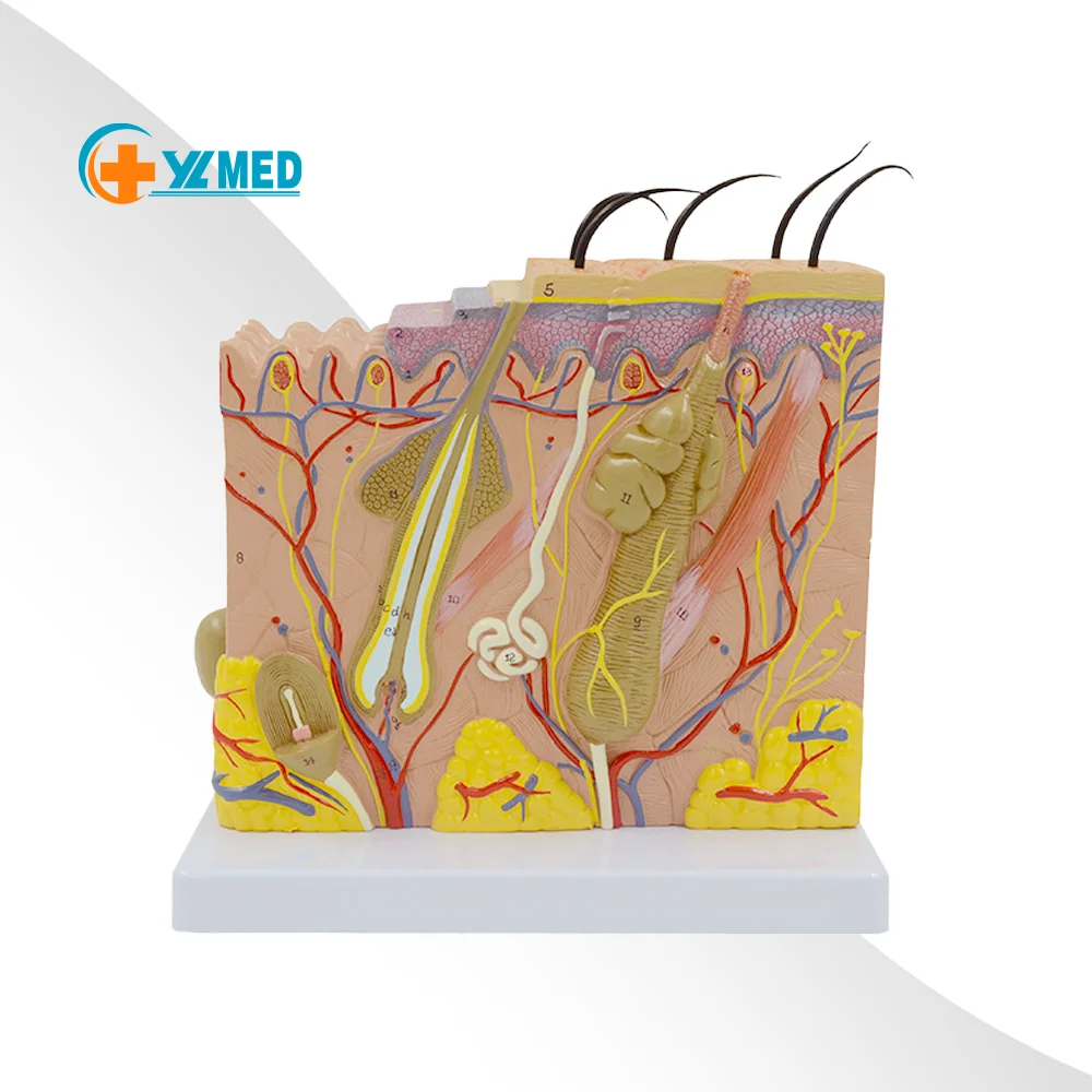 Human Skin Anatomy Model Diagram Model Human Anatomy Skin Model Structure 50X Magnification with Hair