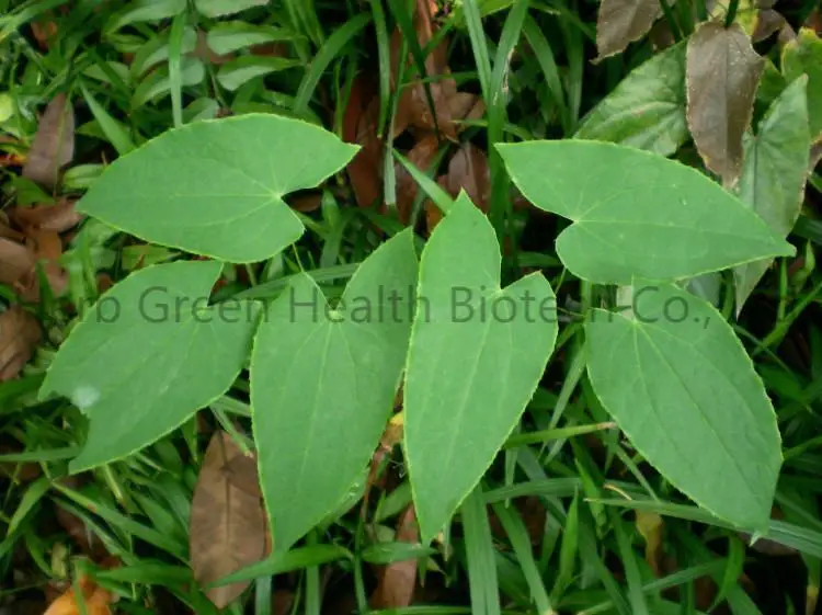 Wholesale 2% Icariin Food Grade Natural Plant Extract Herbal Horny Goat Weed & Epimedium Extract Powder