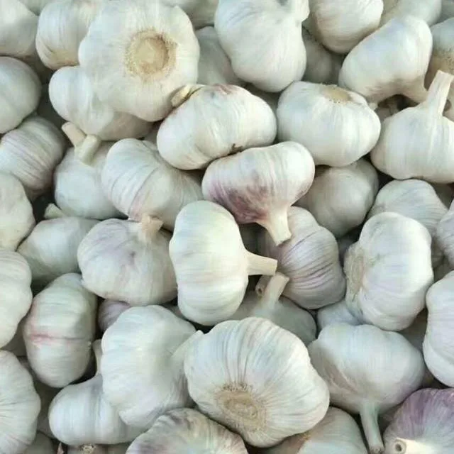 Price special fresh garlic.best quality garlic.red white garlic