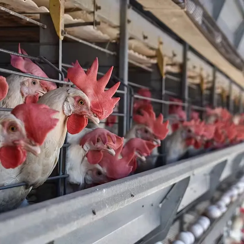 Poultry Battery Layer Chicken Cage Egg Laying Hens Shed Steel Animal Husbandry Equipment for Farming Broiler Chicks Cage System