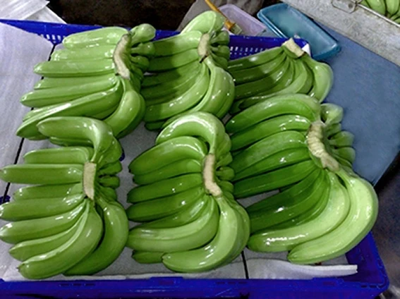 
Vietnam Export Product Fresh cavendish banana Best Price fresh bananas Grade A Best quality 
