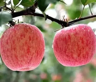  Китайский сладкий свежий Королевский гала яблоко свежие яблоки fuji и с красной звездой другие фрукты по оптовой цене оптом для экспорта