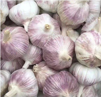 Заводская поставка свежий китайский чистый белый чеснок 6p