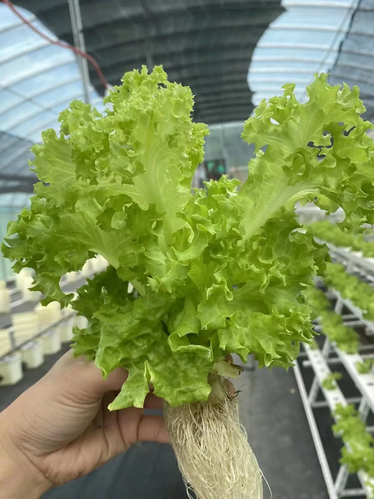 Горячая распродажа сетчатые чашки садовые горшки пластиковый цветочный горшок для орхидей