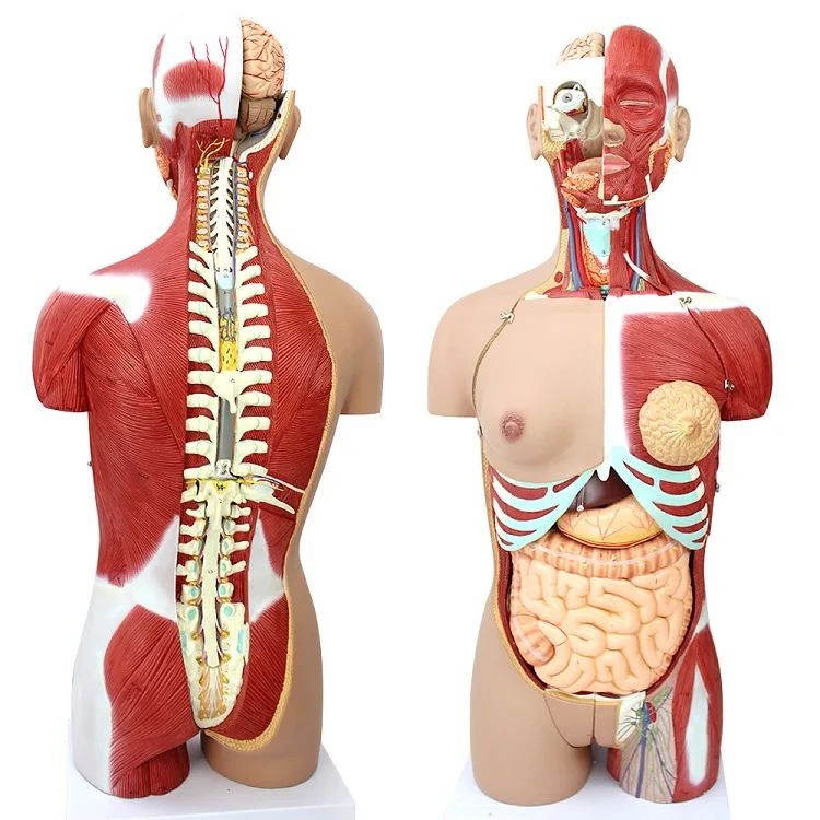 26cm Human Torso Model  Anatomy Assembly Model for Medical Teaching