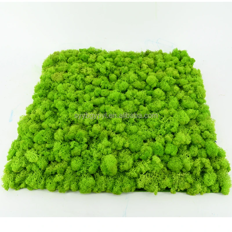 New Arrival 2021 DIY handmade reindeer moss wall Soft and Fresh 50cm grass green preserved moss panel