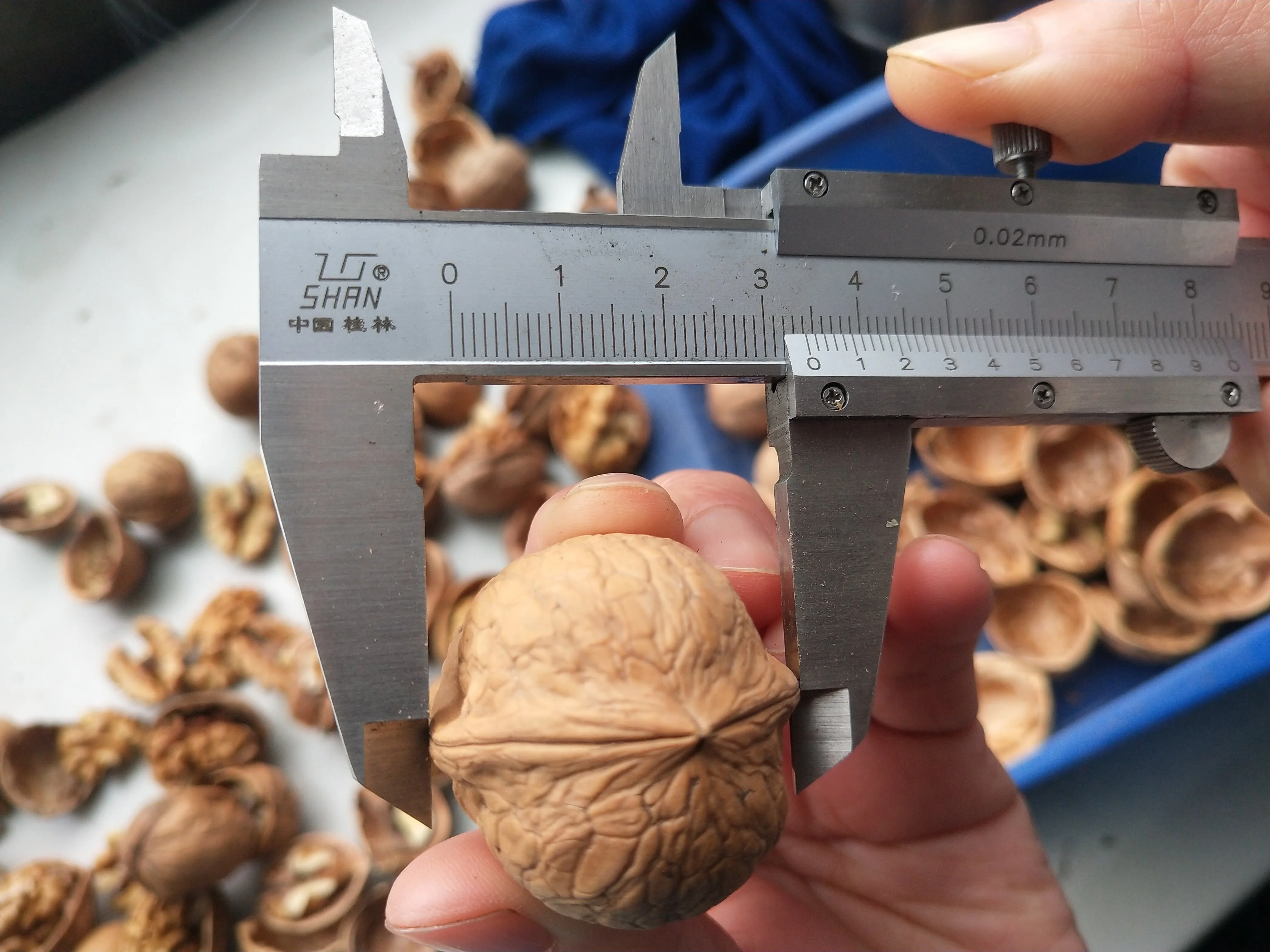 New Crop Butterfly Light Halves Walnut Kernel From China