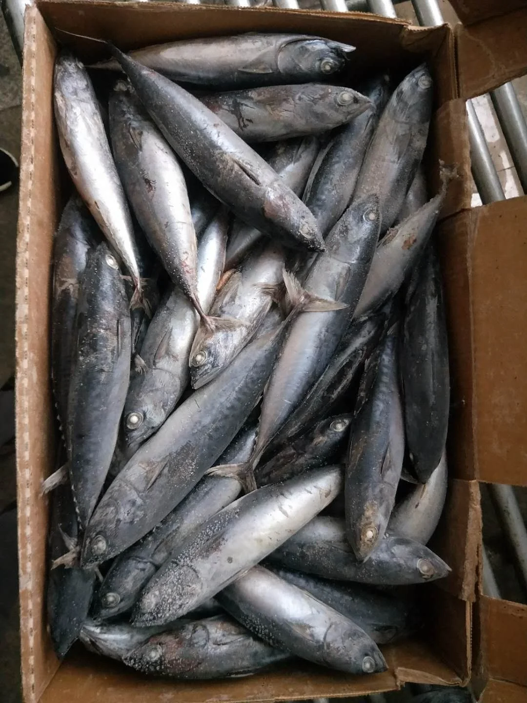 Frozen Tiny Tuna Whole Round Auxis Rochei Bullet Tuna 100-200g Bonito For Sale