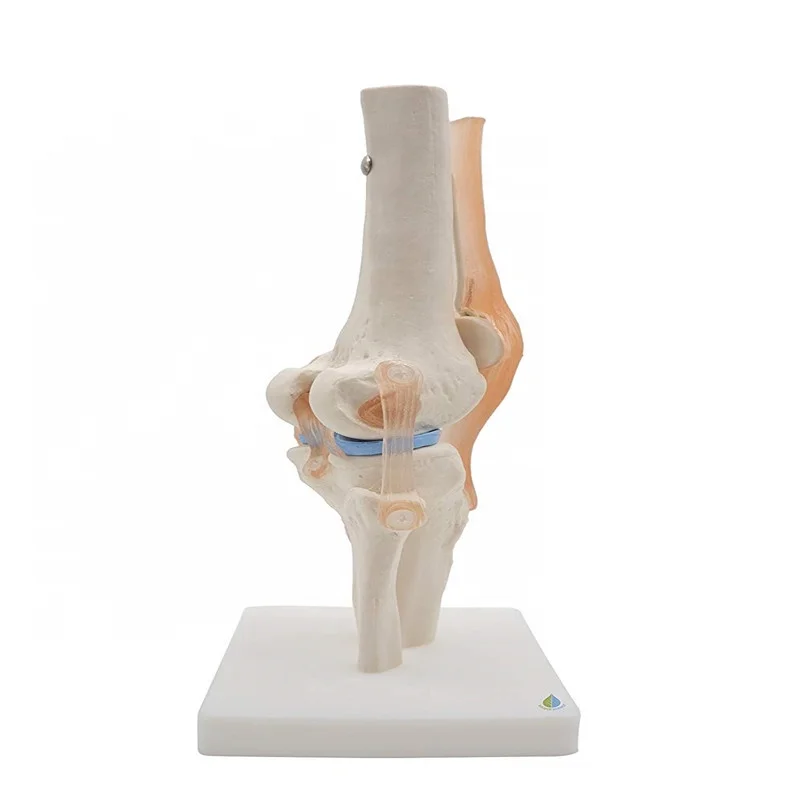 medical human knee joint model with muscle
