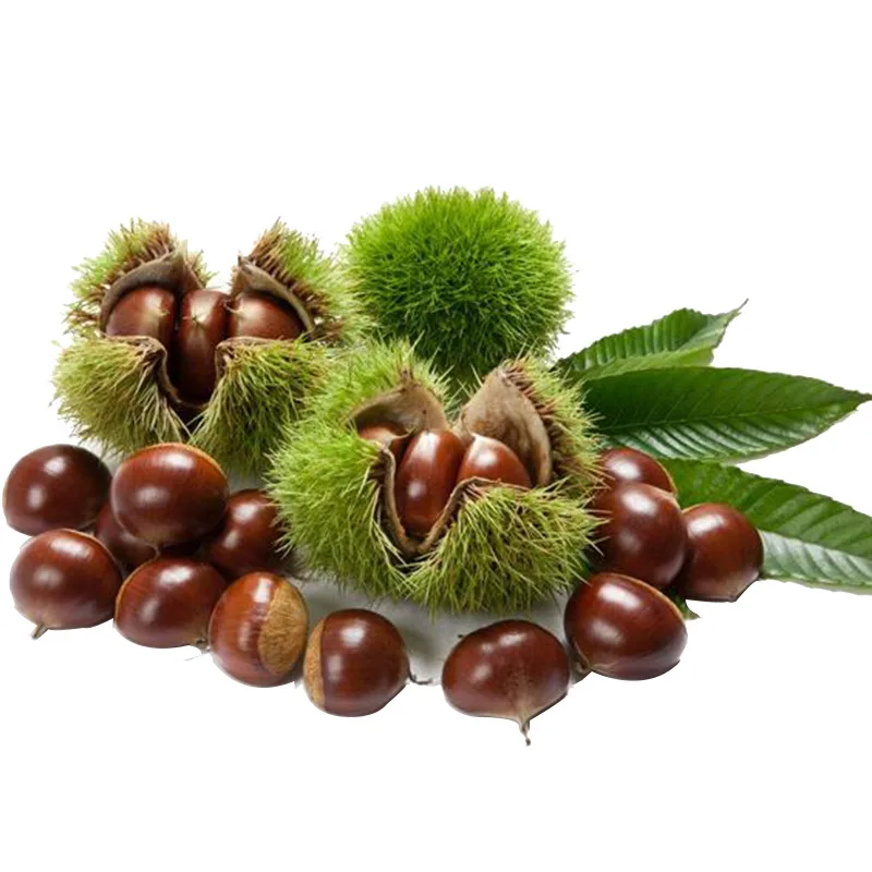 Wholesales manufacturer price cooked peeled chestnut organic fresh chestnut