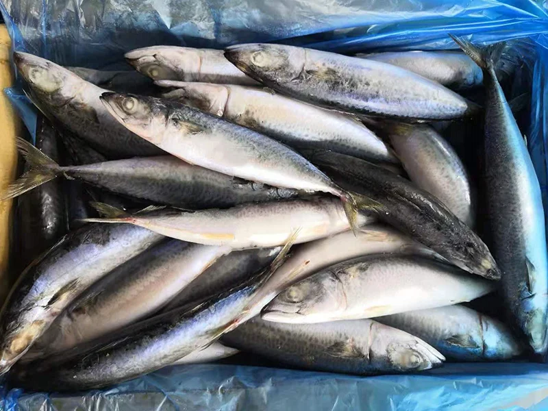 Top Quality Frozen Pacific Mackerel Fish With Wholesale