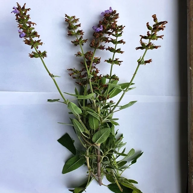 Sage Oil - Natural Salvia Triloba - Greek Sage Oil