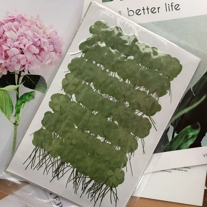 MNR1943 pressed and real dried four-leaf clover for DIY decoration