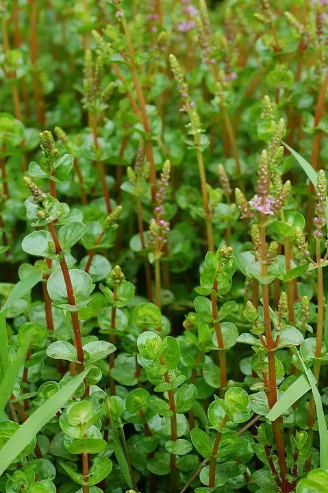 Граминозный гербицид биспирибак-натрий 10% SC 40% SC CAS 125401-92-5 биспирибак-бенсульфурон-метил гербицид биспирибак s