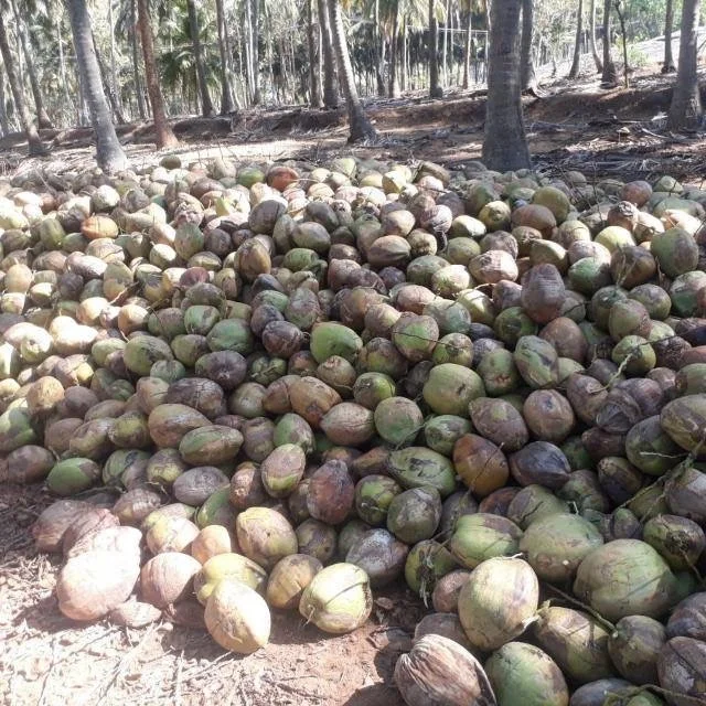 
Semi Husked Coconuts Pollachi India 