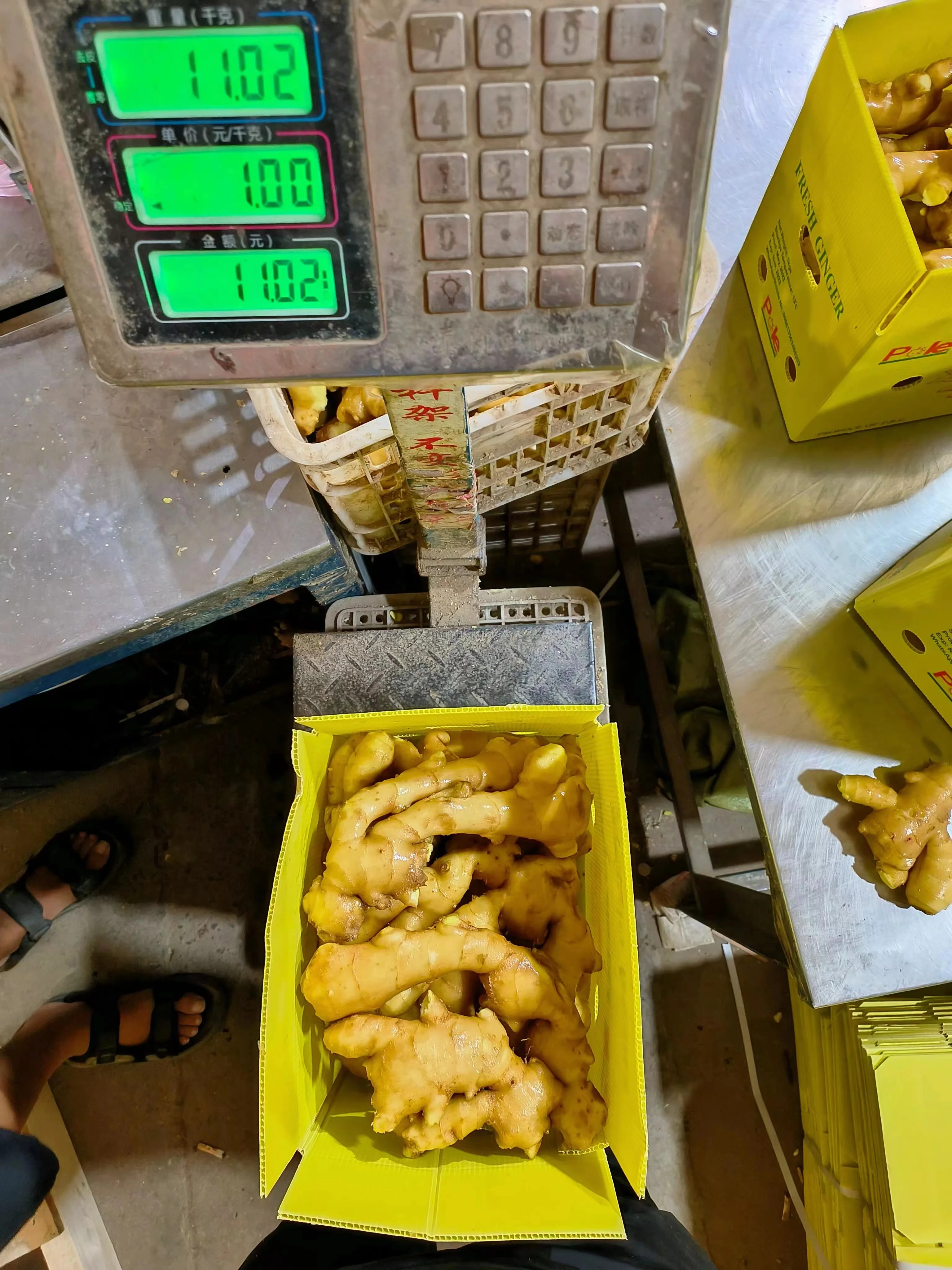 China Mature Fresh ginger air dry dried ginger root market price for 10kg ginger pvc box export suppliers buyer from China