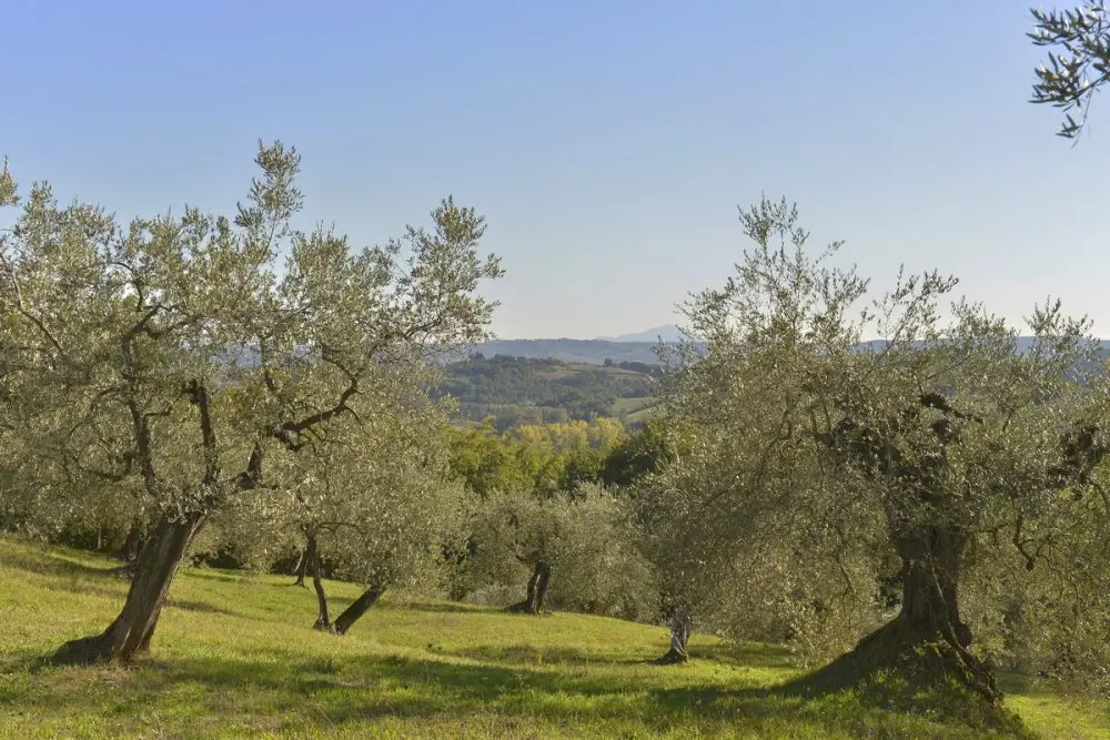 TOP Quality 100% Made in Italy Extra Virgin Olive Oil for condiments and Luxury Restaurants