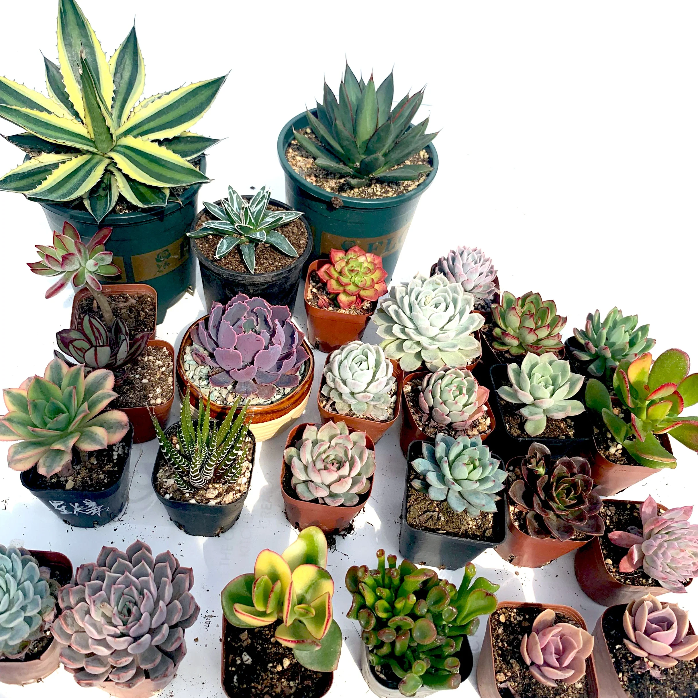 
Wholesale agave Succulent Plants office PottedIndoor Outdoor Planter agave decoration 