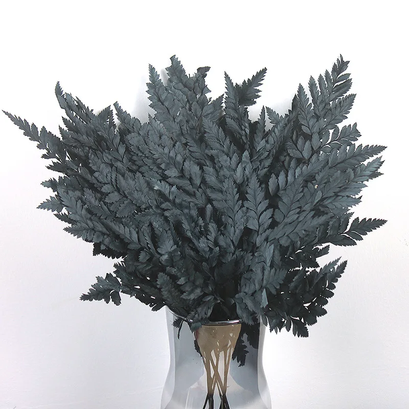 Preserved Fresh Flower Natural Ferns Plants Leaves,Preserved Leather Leaf for Shooting Props Home Decor DIY Materials Art Craft