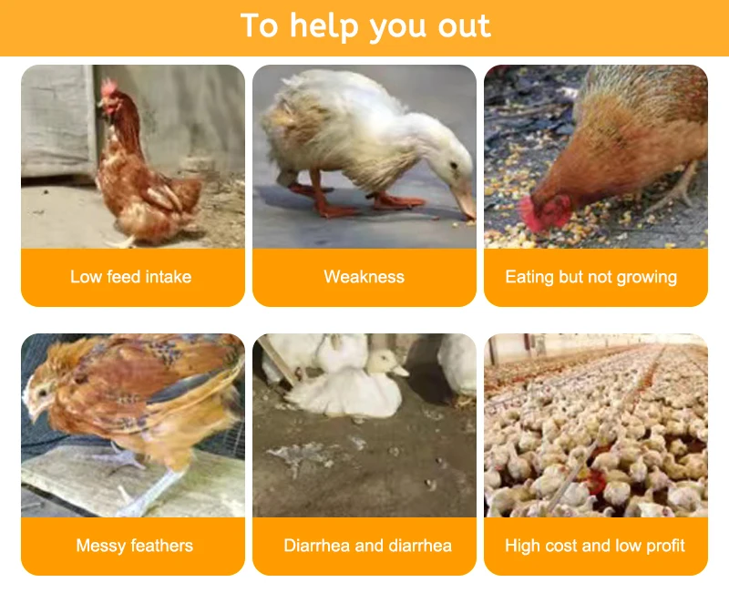 Hot Selling High Purity 96% 97% 98% Growth Promoter Poultry Broiler Feed Additives Optimum Nutrition Hydrochloride Betaine HCL
