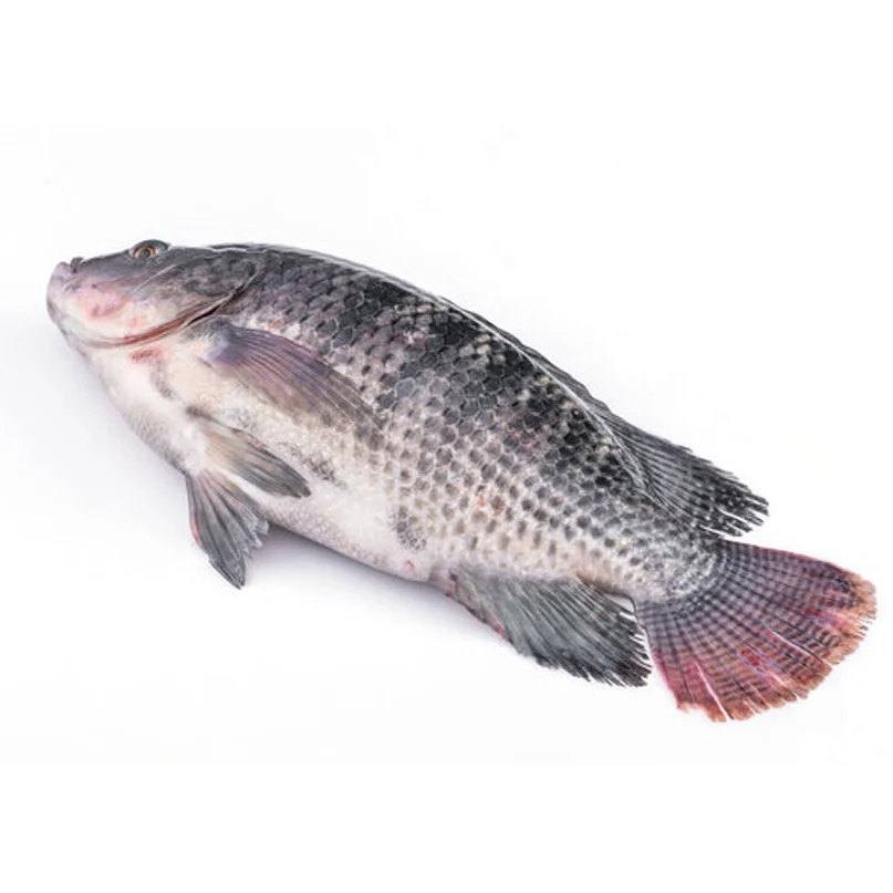 Cheap Live Frozen IQF Tilapia Wholesale Tilapia Fish 200-300g Price Per Kg Buyer From China