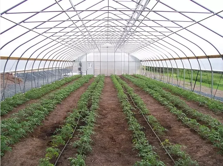 Small Size Hydroponic Tunnel Greenhouse Chinese Agricultural Greenhouse with Film Plastic Glass and Steel Cover PE Material