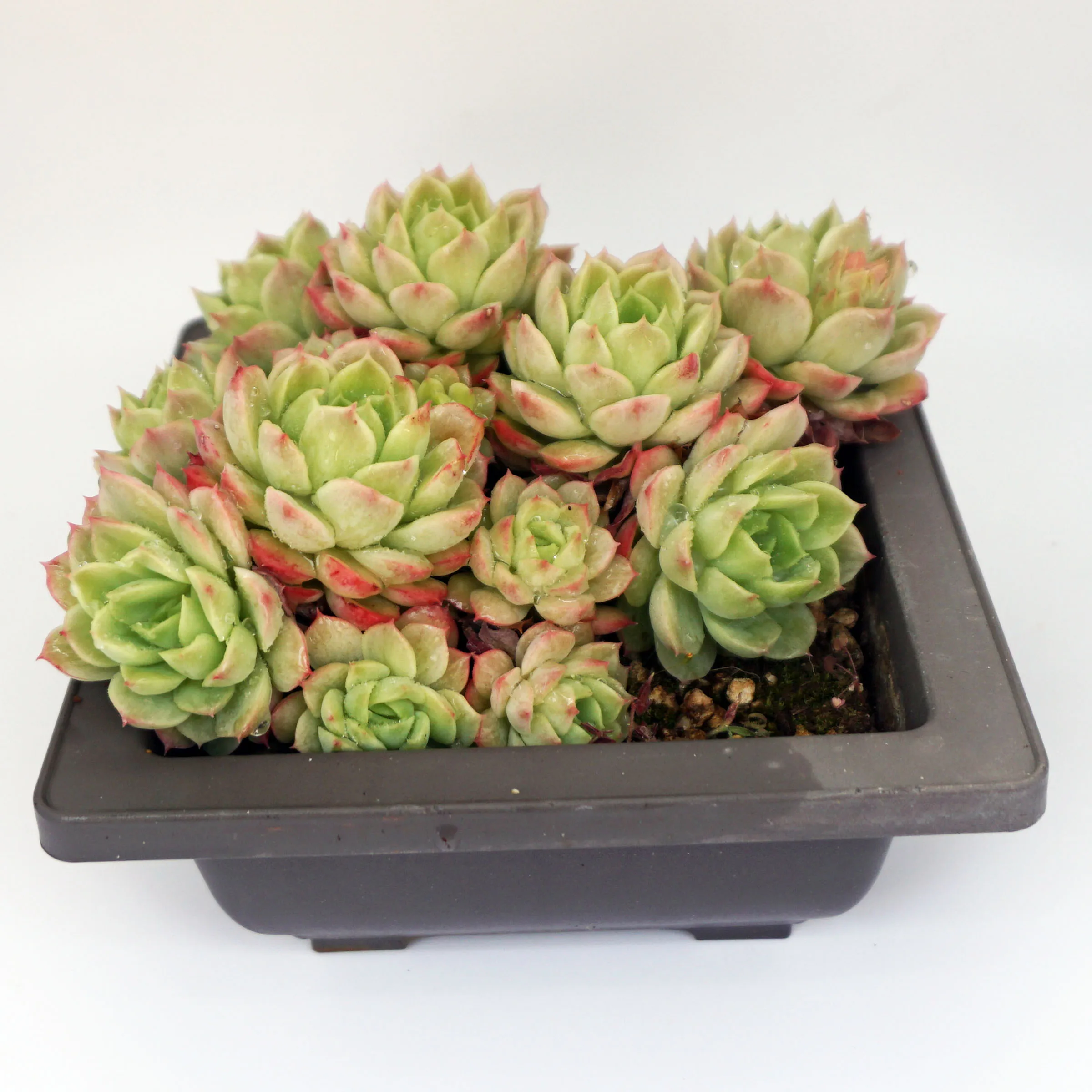 Decorative echeveria Live mini natural succluents plants decorative flowers live plants set natural