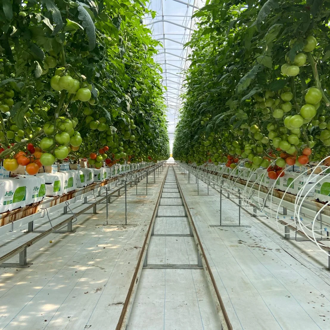 Agricultural tomato growing film greenhouse with hydroponic culture Soilless cultivation