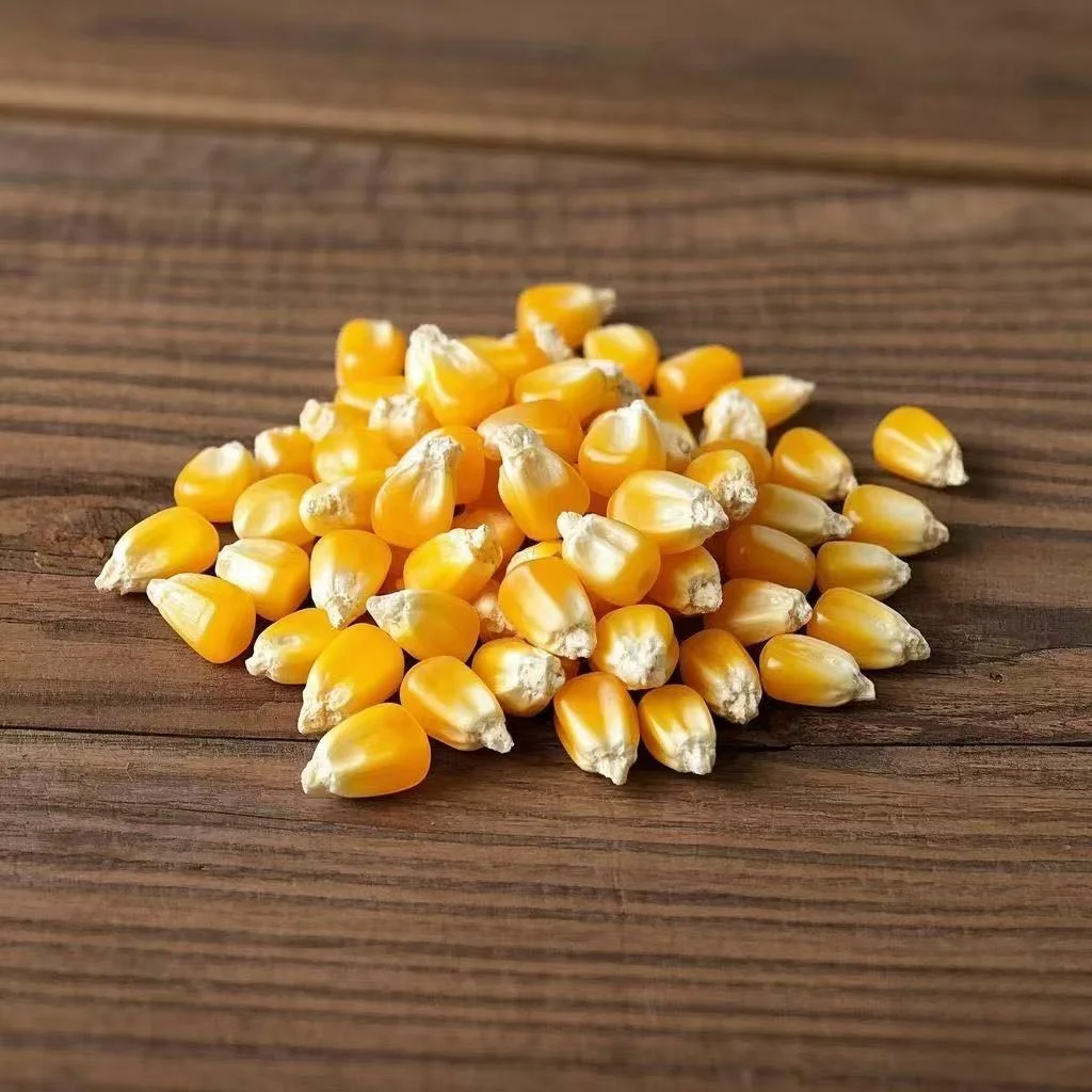 Organic Corn Granules with Full Origin Straight Hair Style Dried and Packed in a Bag