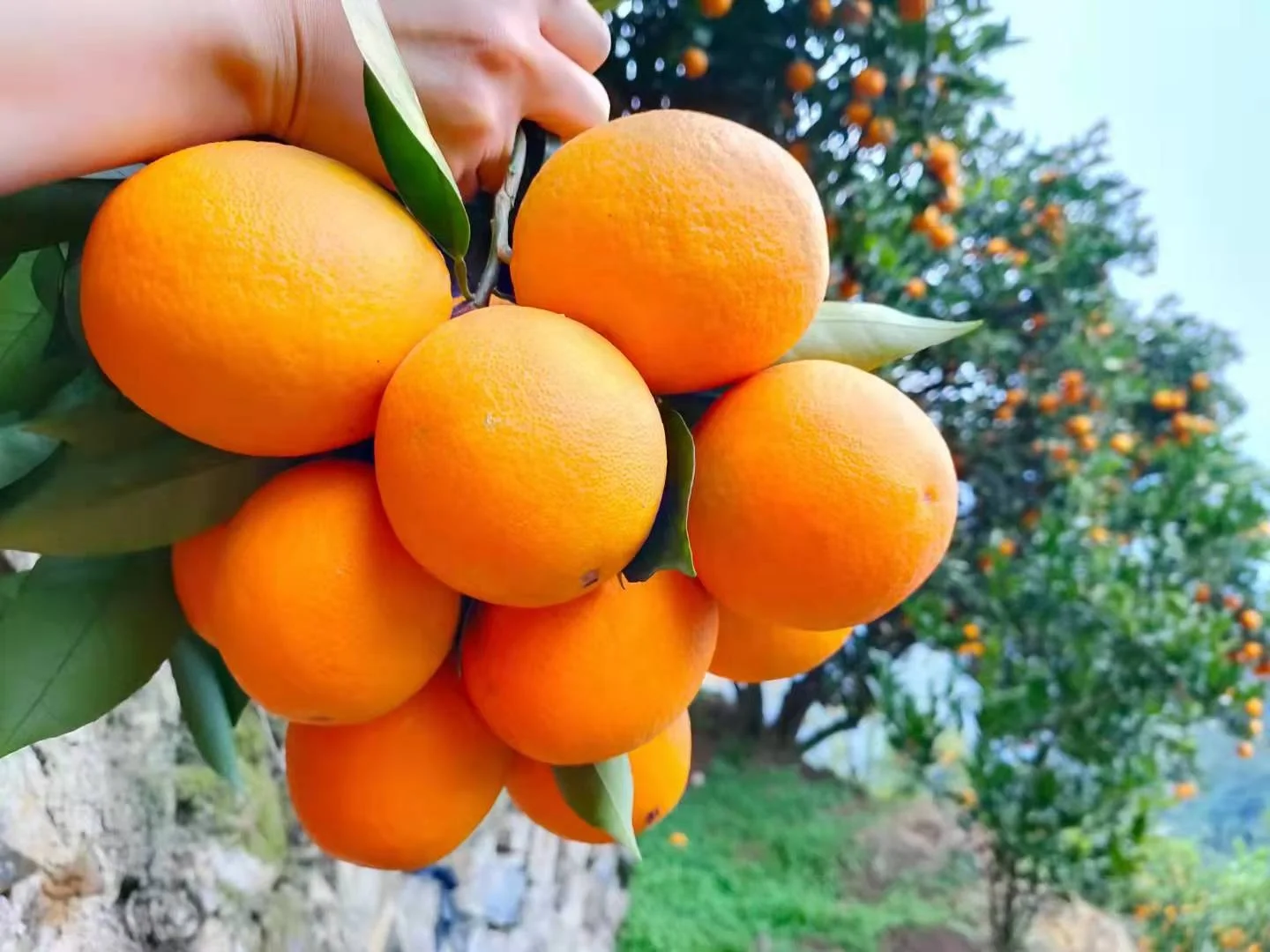 Fresh Orange Navel Orange from China
