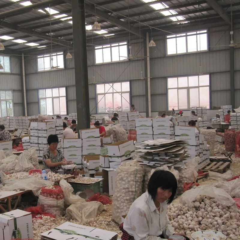 China Chreap rates Per Tonne Wholesale Fresh Garlic China Pink Fresh Garlic 6.0cm For Egypt Buyers