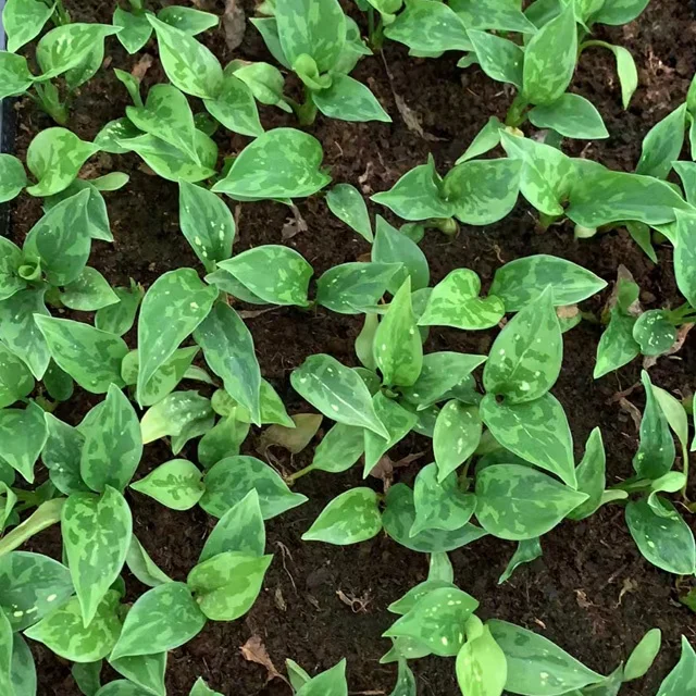 Wholesale factory plug seedlings aglaonema Emerald South Korea other agricultural products artificial plant