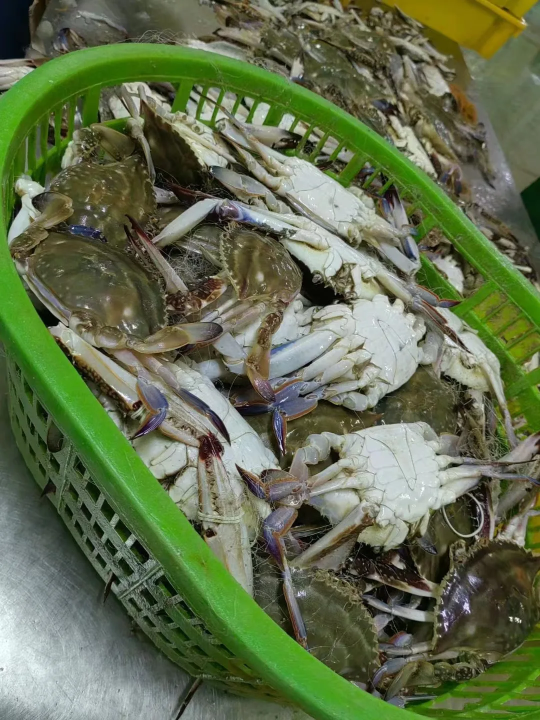 WHOLE ROUND FROZEN BLUE SWIMMING CRAB